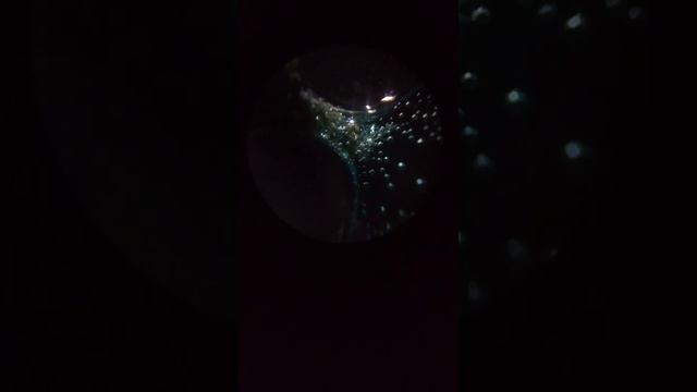 Серебрянные дендриты растут на поверхности меди