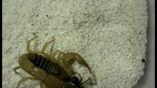 Scorpion vs Spider