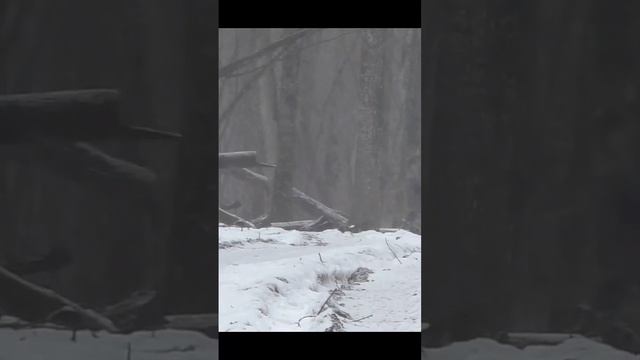 Лесное спокойствие