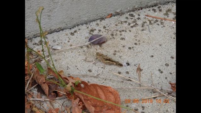 Grasshopper  Greece by Theo Fotiadis