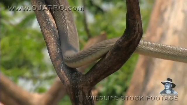 Black Mamba & Chameleon 02, Time Lapse Speed x2