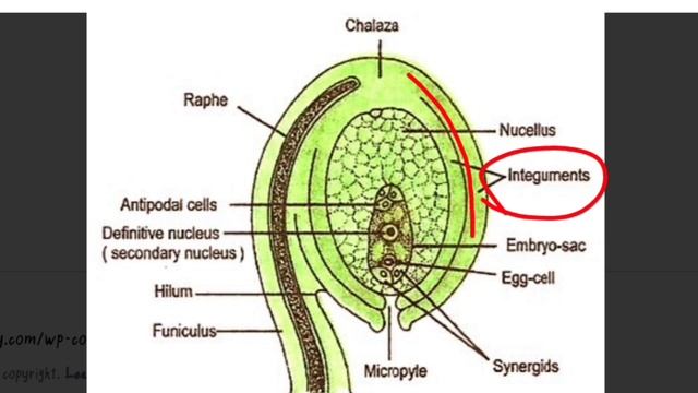 Ch.5 Reproduction | Structure of ovule and pollen grain | class 10 New biology book | Sindh board