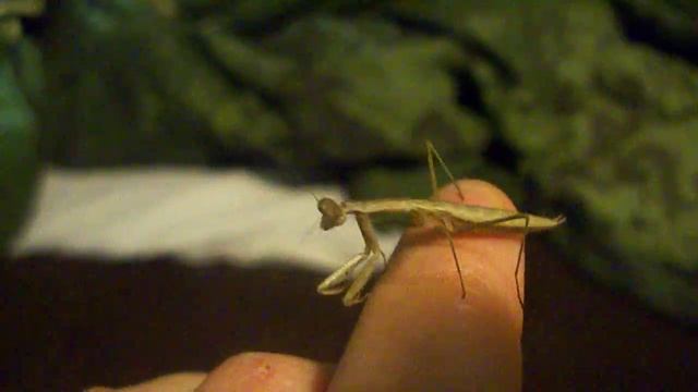 L4 Keek, Tenodera sinensis female AKA Chinese Mantis