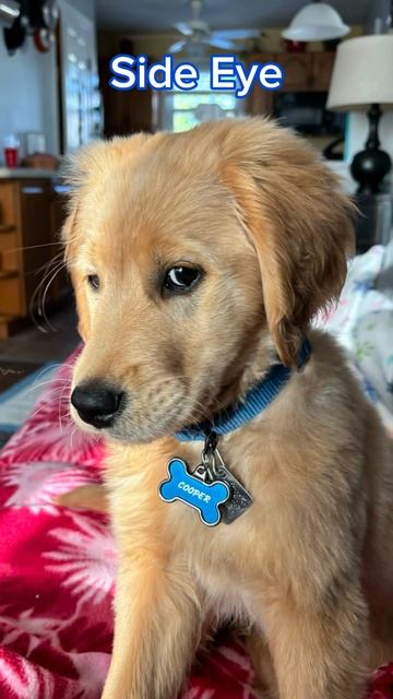 Cooper with the side eye 👀 #shorts #funny #dog #fyp #puppy #goldenretriever #sideeye #trend #fun