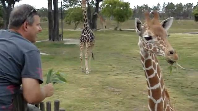 metrozoo Peter dandole de comer a la Jirafa Video # 11