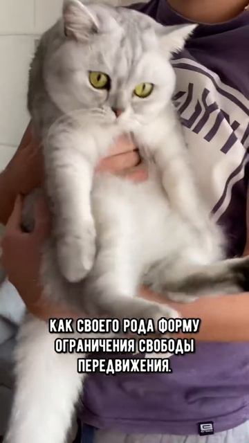 Не бери кошку на руки