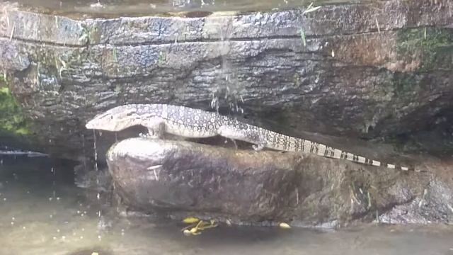 Monitor lizard in Kuala Lumpur central park. Варан в центральном парке Куала-Лумпура