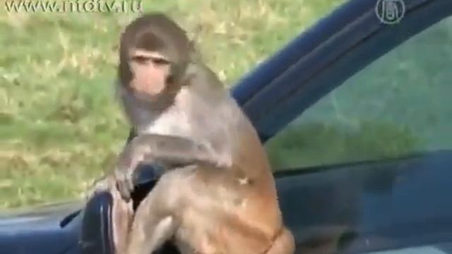 обезьяны ограбили машину