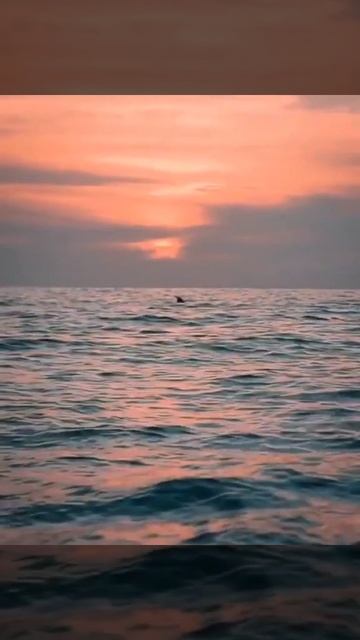 Flying mobula rays Video by ketargomez   artekstor