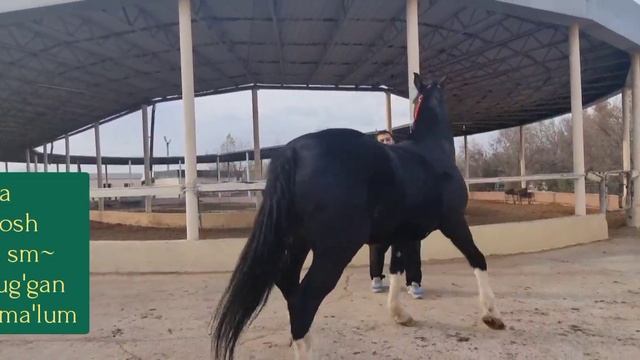 BIYALAR SOTILADI Toshkent 2021! Биялар сотилади Европа бия!