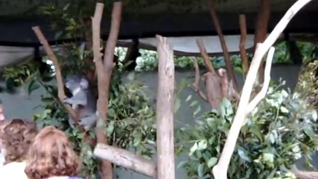 Koala can "Fly"!