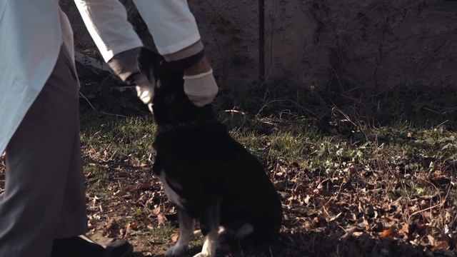 БЕШЕНСТВО СМЕРТЕЛЬНАЯ БОЛЕЗНЬ