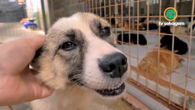 INCRÍVEL CACHORRO SALVA SEU DONO DA COBRA