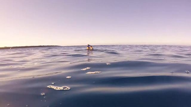 Swimming with Dolphins on Maui with music