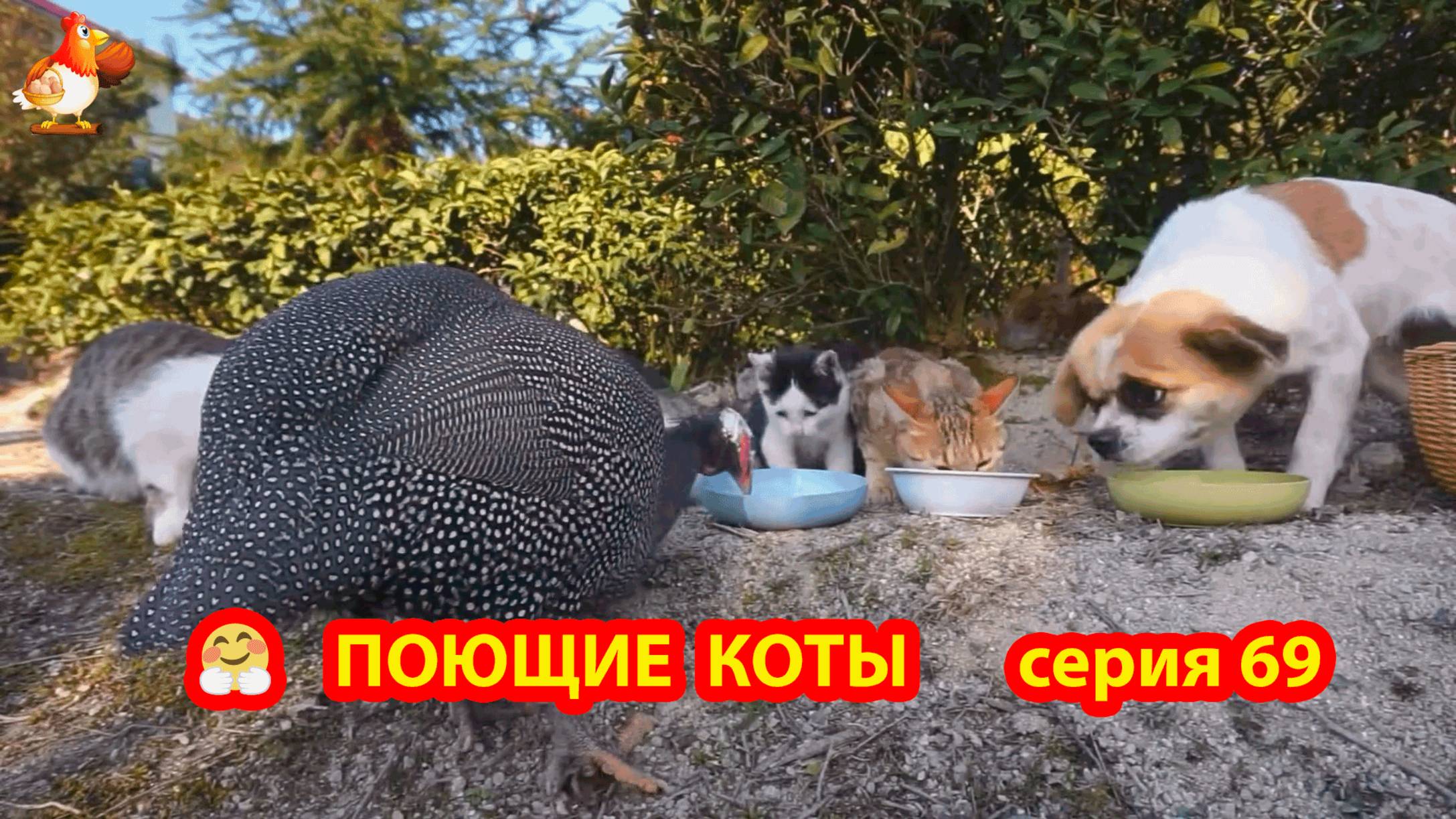 Крутые коты у птичьего двора серия (69) 🐈🐈⬛😹 Природа Абхазии и подворье с птицами и животными ❣️