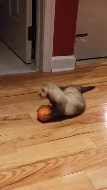 Ferret and an orange