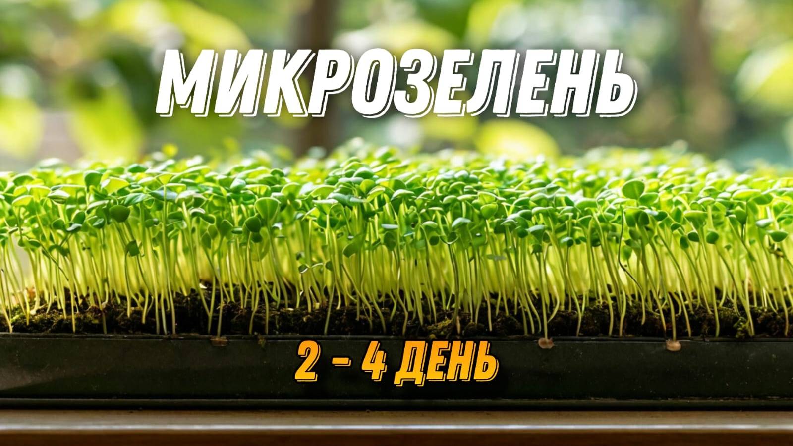 Выращивание микрозелени. Ч.2