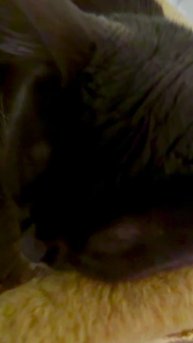 Кот тебе так удобно лежать?