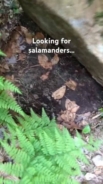 Rare red salamander! #nature #animals #cute