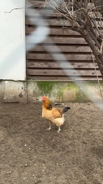 Синь Синь Дянь