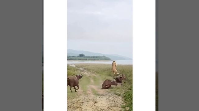 Bison vs. lion wild animals close distance, animal fighting power competition #ANIMAL
