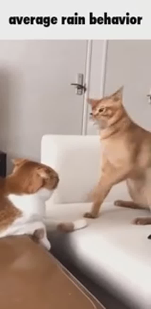 Angry Cat VS Sad Cat