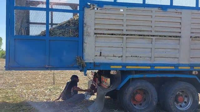 ใจถึง แกะมา 12 ล้าน รถตัดอ้อย CASE iH8010 สมอตั้งรับ 195 โบ sugar cane harvaster and truck EP.9019