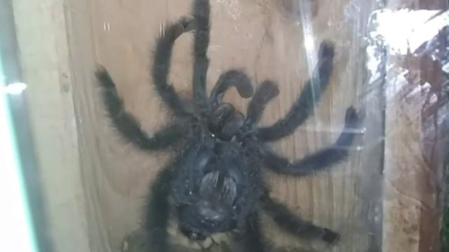 Avicularia Avicularia Morphotype 6 (FKA Avicularia Metallica) Molting sped up 32X