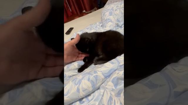 Ласковая, молодая кошка Баги в добрые руки!