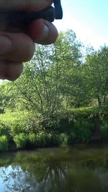 Трофейная форель плюс хорошая коряга равно обрыв снасти!  #shorts  #fishing  #форель