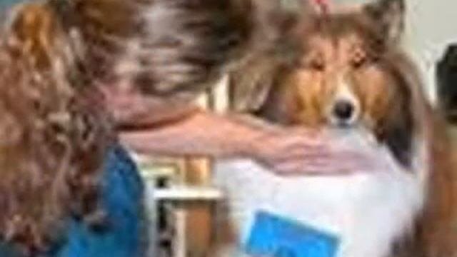 Even Your Dog Should Maintain a Healthy Weight