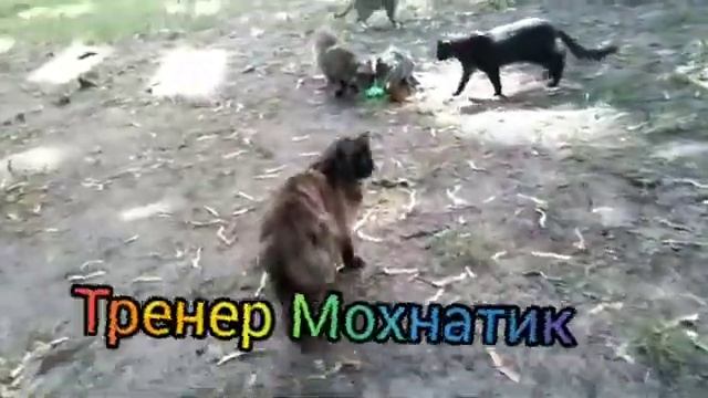 Шустрик и друзья, Серенькая номер два появилась, Shustrik, yard cats, Светлана  Копылова, Киев