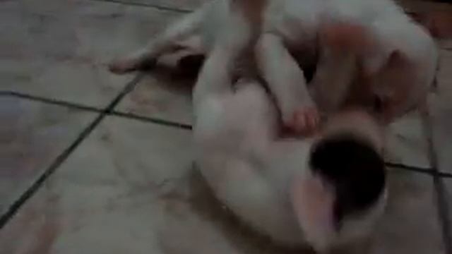 Briga de Pit Bull - Lampião e Montilla