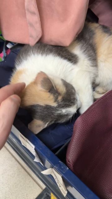 Кот