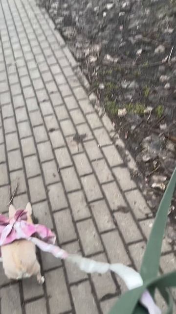Терминатор в юбке