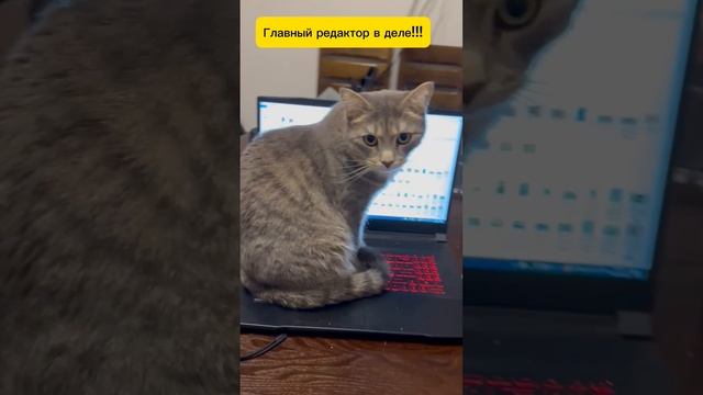 Мой главный редактор.