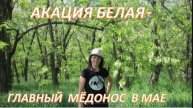 Акация белая- главный майский медонос