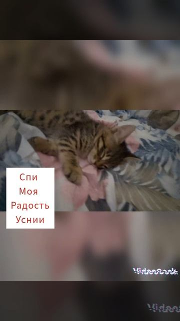 ПОДБОРКА ФОТОК МОЕГО ЛЮБИМОГО КОТИКА ВАССИИИИИИ