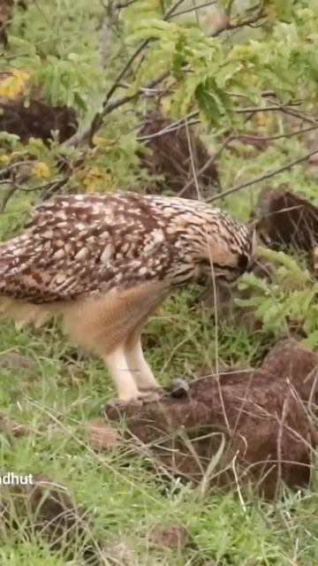 Indian eagle owl pellet vomiting .