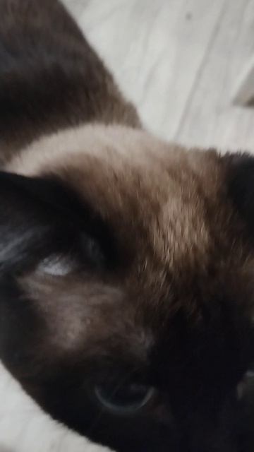 Котей