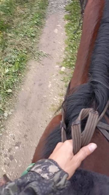 Лесные прогулки верхом.mp4