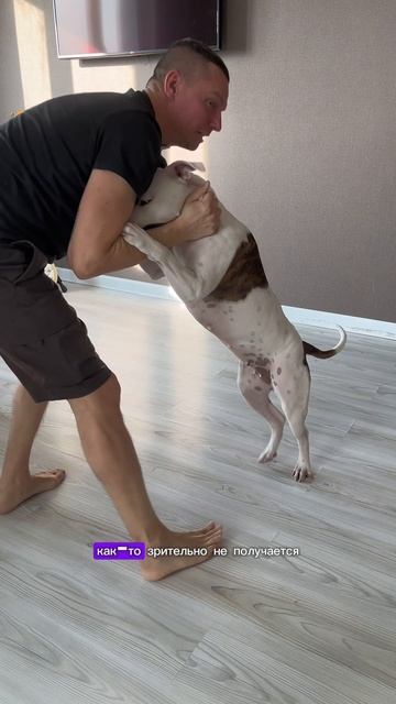 Равный соперник #амстафф #борьба #сантимшва #dog #afinaamstaff #собака