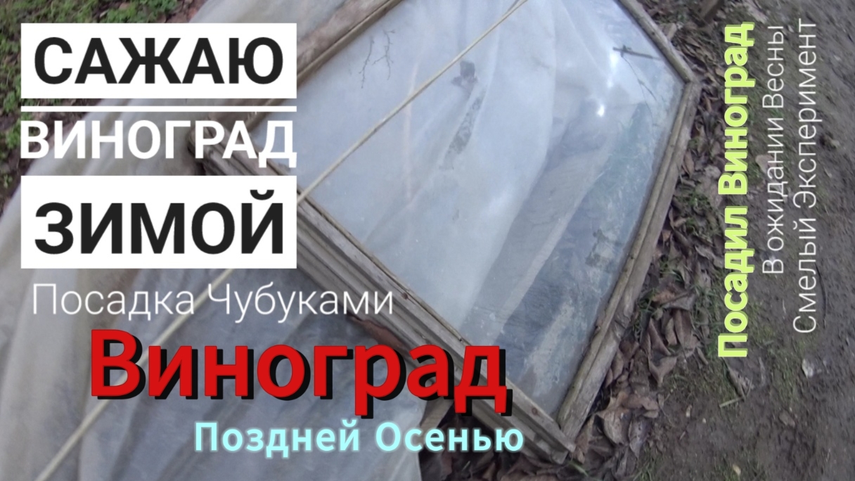 Сажаю Виноград🍇чубуками поздней Осенью🌱❄️- надеюсь по весне примется (мои смелые эксперименты)