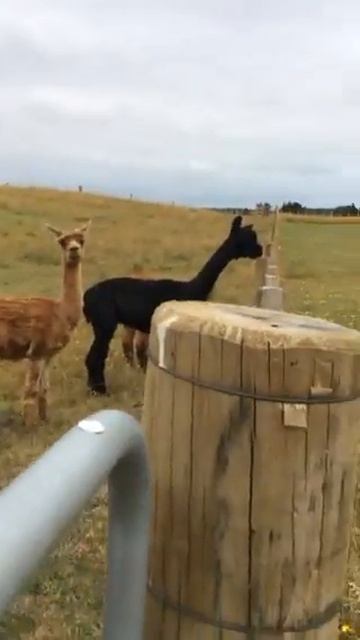 Sheep and Alpacas