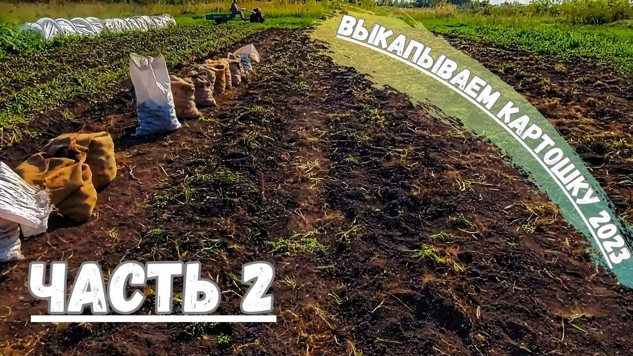 Выкапываем КАРТОФЕЛЬ МОТОБЛОКОМ! СЕЗОН уборки ОВОЩЕЙ! Огород в ДЕРЕВНЕ! Часть 2