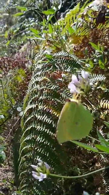 Mariposa Cleopatra (Gonepteryx cleobule)