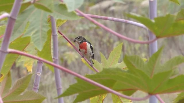 Rose-breasted Grosbeak in Del Mar, CA.