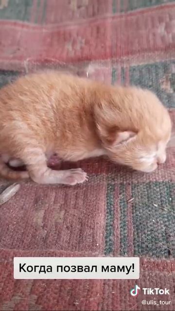 Котенок зовет Маму Кошку