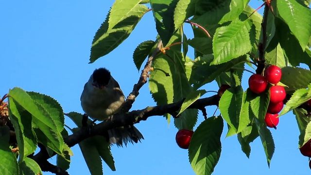 1514. Pěnice černohlavá, Eurasian Blackcap, Mönchsgrasmücke, Zwartkop, Черноголовая славка, Kapturk