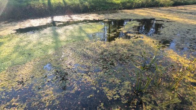 Канал Волга-Уводь. Вода цветёт